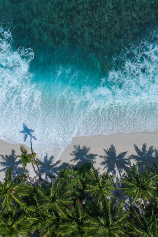 Beautiful beach, aerial view, palm trees, sea, 240x320 wallpaper