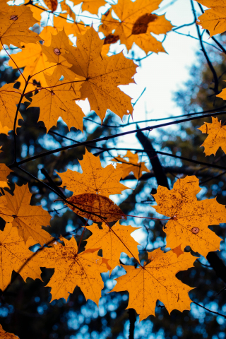 Maple, leaves, yellow, tree branch, autumn, 240x320 wallpaper
