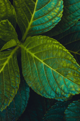 Green leaves, close up, 240x320 wallpaper