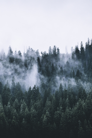 Green, forest, fog, nature, trees, dawn, 240x320 wallpaper