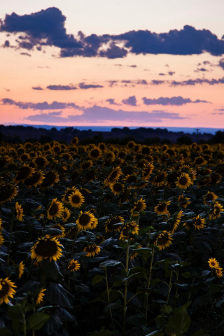 Sunflowers, flowers field, sunset, 240x320 wallpaper