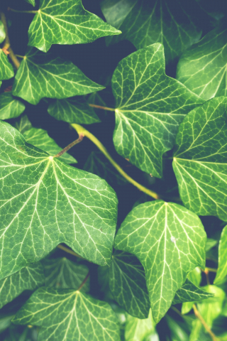 Ivy plant, green leaves, close up, 240x320 wallpaper