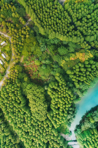 Coast, aerial view, green trees, nature, 240x320 wallpaper