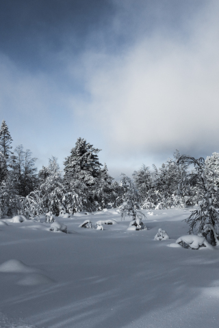 Landscape, snow layer, winter, tree, 240x320 wallpaper