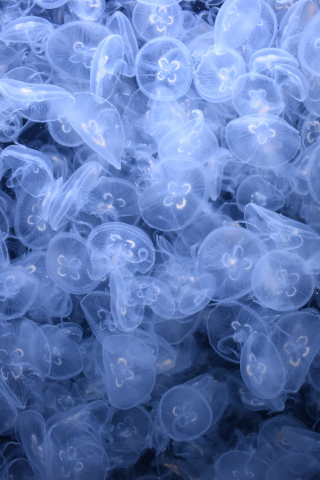 Underwater, fish, blue jellyfish, 240x320 wallpaper