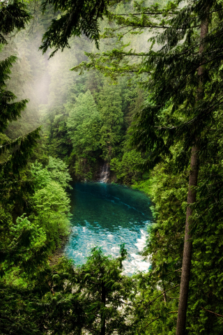 Forest, lake, green trees, nature, 240x320 wallpaper