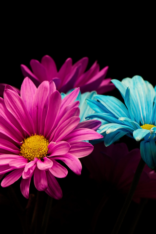 Download wallpaper 240x320 colorful, daisy, flowers, portrait, old ...
