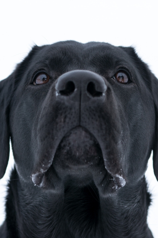 Dog, Labrador Retriever, black, muzzle, 240x320 wallpaper