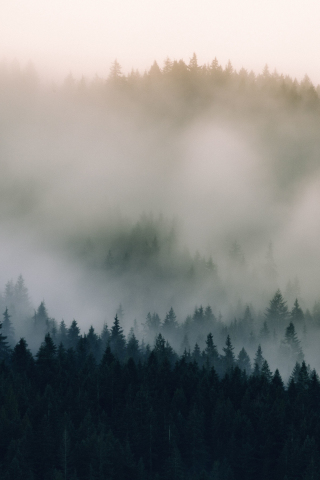 Mist, fog, pine trees, nature, 240x320 wallpaper