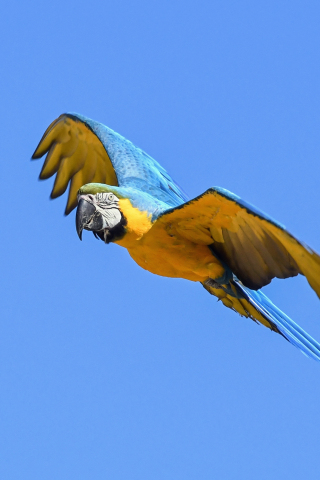 Flight, parrot, green blue, macaw, bird, 240x320 wallpaper