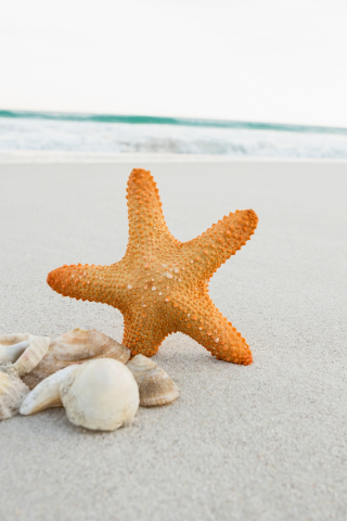 Seashell, starfish, sand, beach, 240x320 wallpaper