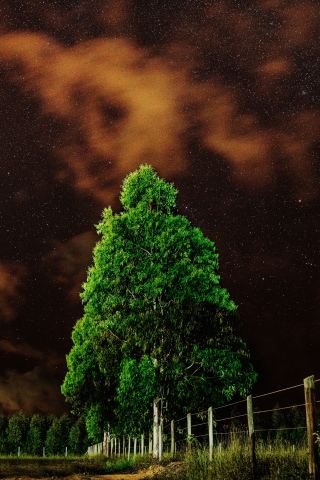 Green tree, night, 240x320 wallpaper