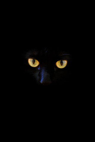 Black cat, yellow eyes, portrait, 240x320 wallpaper