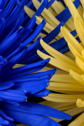 Blue-yellow flowers, blossom, close up, 240x320 wallpaper