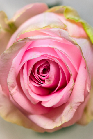 Pink rose, fresh, close up, 240x320 wallpaper