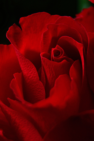 Petals, rose, close up, red, 240x320 wallpaper