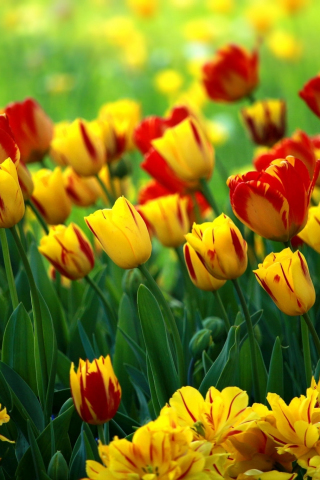 Adorable flowers, tulip, red-yellow flowers, farm, 240x320 wallpaper
