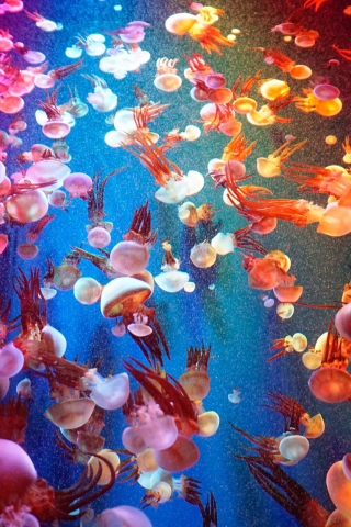 Animals, fishes, jellyfish, 240x320 wallpaper
