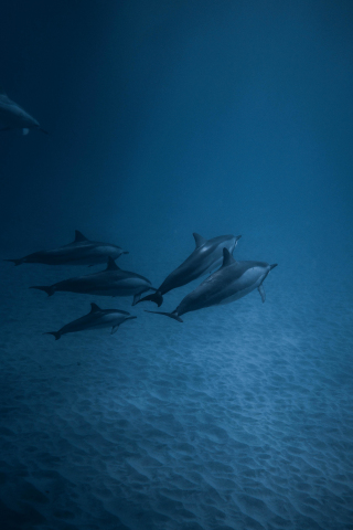 Dolphins, underwater, fish, 240x320 wallpaper