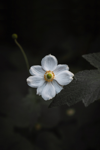 White bloom, small flower, close up, 240x320 wallpaper