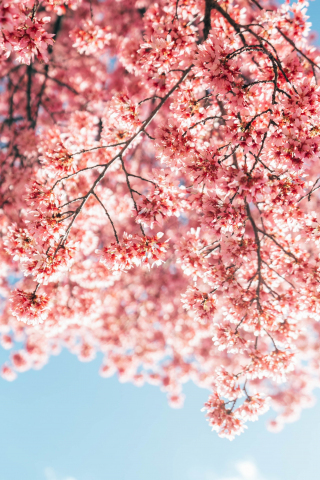 Blossom, tree branches, pink flowers, 240x320 wallpaper
