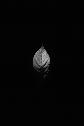 Leaf, monochrome, minimal, 240x320 wallpaper