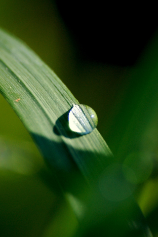 Dew drop, close up, blur, grass, 240x320 wallpaper