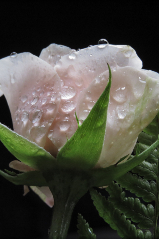 White rose, water drops, close up, 240x320 wallpaper