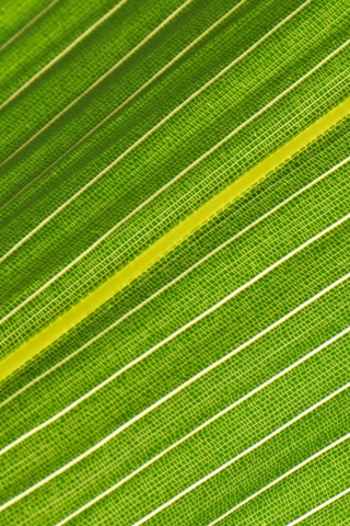 Veins of green leaf, close up, 240x320 wallpaper