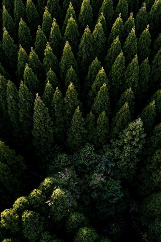 Green trees, nature, spring, aerial shot, 240x320 wallpaper