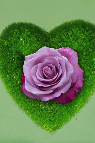 Heart, rose, grass, 240x320 wallpaper