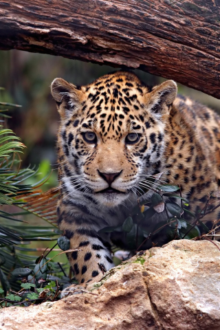 Wild and furious, predator, leopard, 240x320 wallpaper