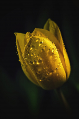 Portrait, yellow tulip, drops, 240x320 wallpaper