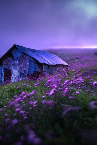 Abandoned Hut, landscape, spring, violet flowers, morning, 240x320 wallpaper
