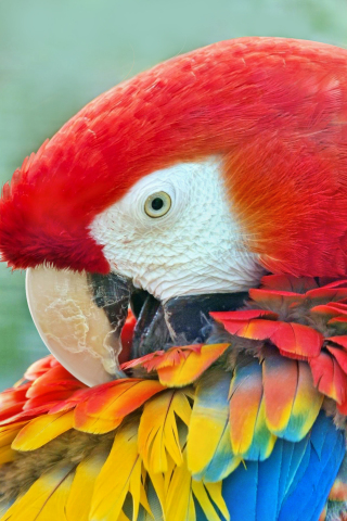 Close up, macaw, bird, muzzle, 240x320 wallpaper