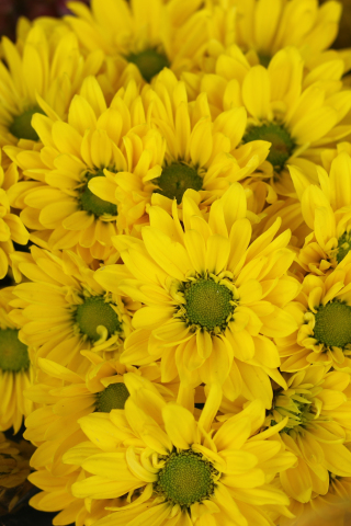 Yellow flowers, Gerbera, basket, bloom, 240x320 wallpaper