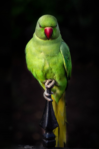 Parrot, green, bird, sit, portrait, 240x320 wallpaper