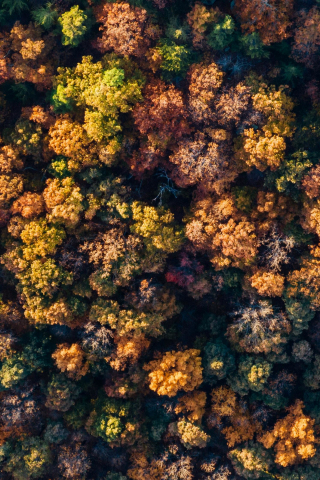 Fall, autumn, aerial view, trees, nature, 240x320 wallpaper