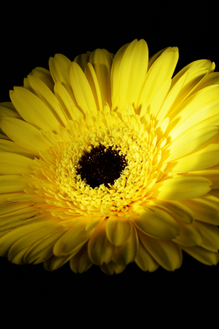 Yellow flower, Gerbera, close up, 240x320 wallpaper