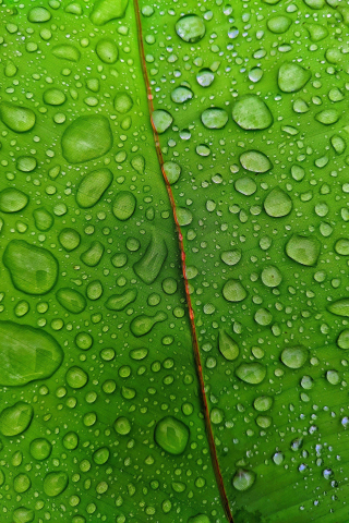 Droplets, green leaf, 240x320 wallpaper
