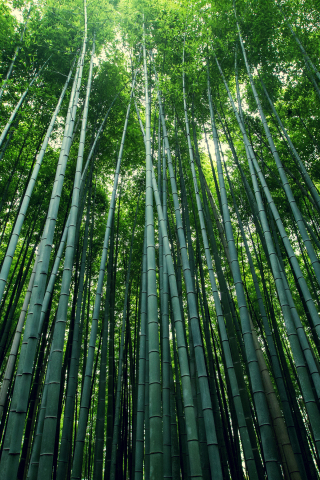 Download wallpaper 240x320 bamboo tress, green, nature, old mobile, cell  phone, smartphone, 240x320 hd image background, 26982
