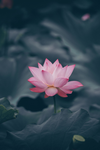 Pink lotus, flower, bloom, 240x320 wallpaper