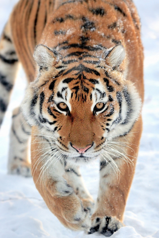 Tiger, walk, predator, wildlife, 240x320 wallpaper