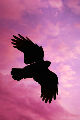 Bird, flight, sunset, sky, silhouette, 240x320 wallpaper