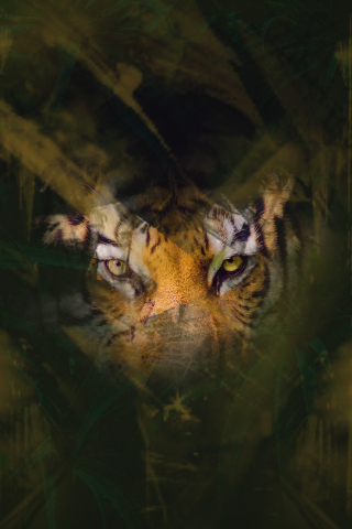 Tiger, stare, eyes, glance, predator, 240x320 wallpaper
