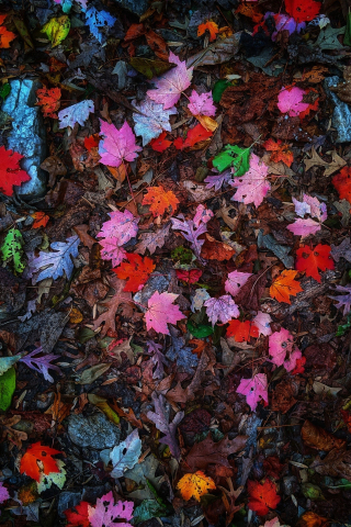 Leaves, colorful, autumn, 240x320 wallpaper