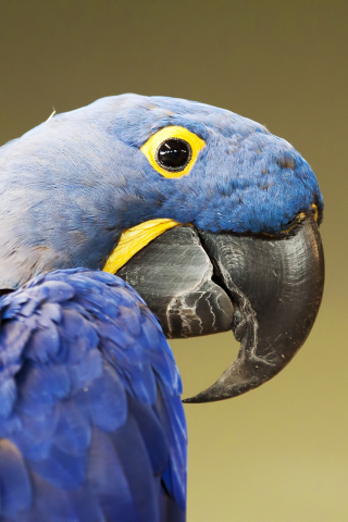 Blue Parrot, close up, 240x320 wallpaper