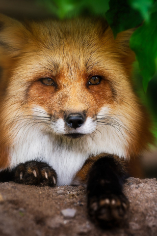 Fox, muzzle, cute, animal, 240x320 wallpaper