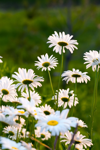 Garden, white daisy, plants and flowers, spring, 240x320 wallpaper