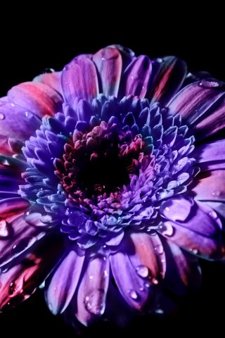 Gerbera, Daisy flower, close up, purple flower, 240x320 wallpaper